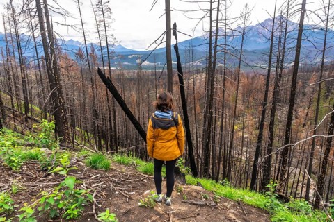 Hiker observes a burned forest with new vegetation growing, showing resilience and regrowth after a