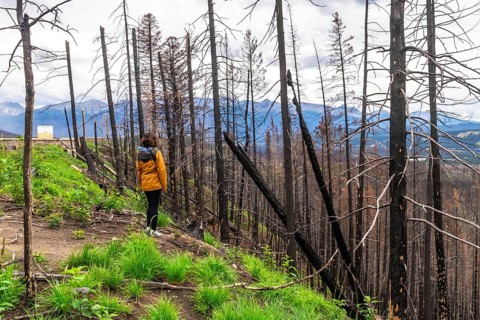 Hiker observing the aftermath of a wildfire in jasper national park, witnessing charred trees and