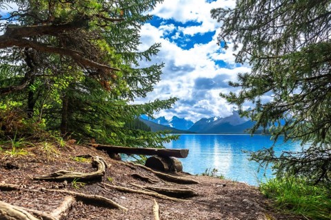 Wooden bench nestled among trees on the shore of tranquil maligne lake, offering breathtaking views