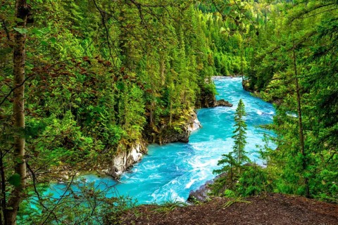 Turquoise water flows through a lush green forest in mount robson provincial park, british