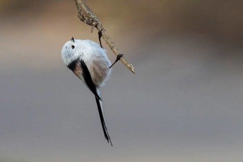 A long-tailed tit (Aegithalos caudatus) hangs upside down on a branch, elegant and concentrated,