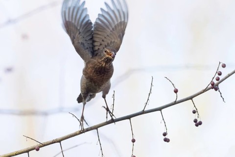 A female blackbird (Turdus merula) with a berry in her beak spreads her wings and flies away from a