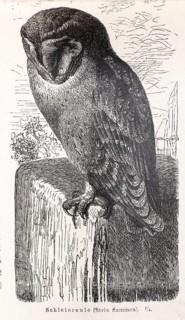 Common barn owl (Tyto alba) sitting on a wall stone and looking down, calm depiction of an owl in