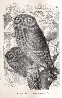 Little owl (Athene noctua), two little owls, owls in a black and white illustration on a tree