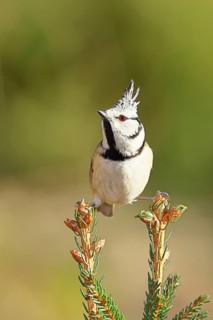 Crested Tit (Lophophanes scalloped ribbonfish), sitting on the top of a young spruce, European