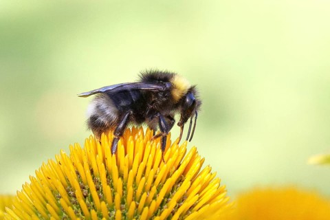 Forest cuckoo bumblebee (Bombus sylvestris), collecting nectar on a purple coneflower (Echinacea