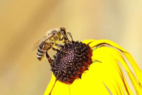 European honey bee (Apis mellifera), collecting nectar from a flower of the yellow coneflower