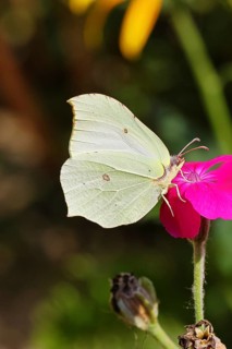Lemon butterfly (Gonepteryx rhamny) on crown campion (Lychnis coronaria), in a nature garden,