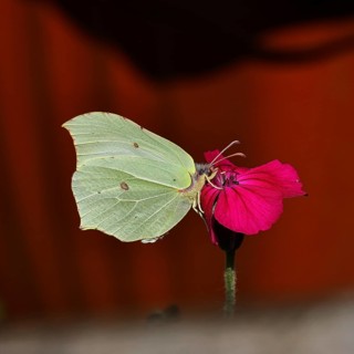 Lemon butterfly (Gonepteryx rhamny) on crown campion (Lychnis coronaria), in a nature garden,