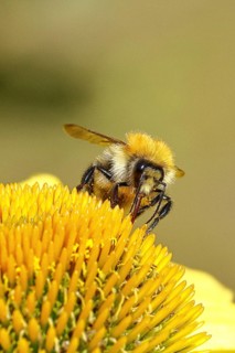 Field bumblebee (Bombus pascuorum), collecting nectar on a purple coneflower (Echinacea purpurea),
