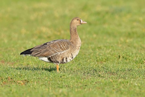 White-fronted goose (Anser albifrons), standing in a meadow in the wintering area, wildlife,