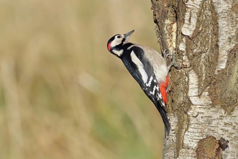 Great spotted woodpecker (Dendrocopus major), male, foraging on the trunk of a common birch (Betula