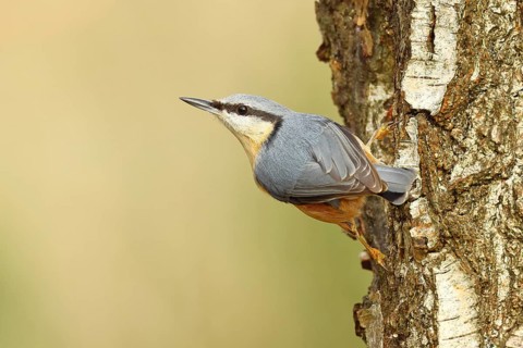 Nuthatch (Sitta europaea) climbing on a birch trunk, Animals, Birds, Wilnsdorf, North