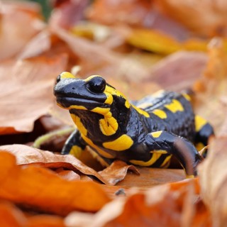 Fire salamander (Salamandra salamandra), in a beech forest on autumn leaves, autumn, Wilnsdorf,