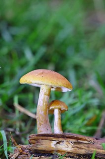 Orange snail (Hygrophorus pudorinus), inedible mushroom, on a forest path, autumn, Wilnsdorf, North