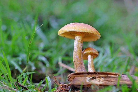 Orange snail (Hygrophorus pudorinus), inedible mushroom, on a forest path, autumn, Wilnsdorf, North