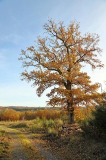 Forest trail with an oak tree in autumn leaves on the edge, autumn, Wilnsdorf, North