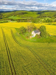 Aerial view, drone photo: Lonely country house with trees, surrounded by blooming rapeseed, forests