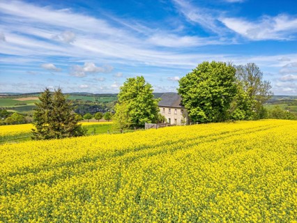 Aerial view, drone photo: Lonely located country house with trees, surrounded by blooming rapeseed,