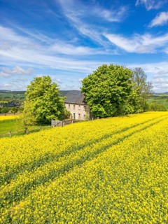 Aerial view, drone photo: Lonely located country house with trees, surrounded by blooming rapeseed,