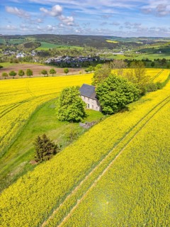 Aerial view, drone photo: Lonely country house with trees, surrounded by blooming rapeseed, in the