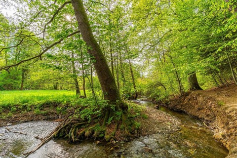 Beeches and alders with large roots in the forest on the Pöltzsch river, also Eulenwasser,