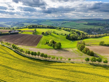 Aerial view, drone photo: Blooming rapeseed field, rows of trees, fields and forests in the Ore