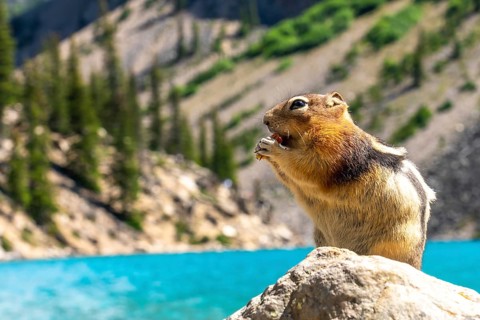 Golden mantled ground squirrel enjoying a meal on a rock by the turquoise waters of moraine lake,