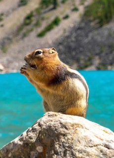 Golden mantled ground squirrel enjoying a snack on a rock with the turquoise waters of moraine lake