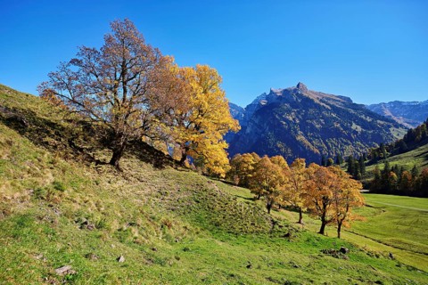 Old sycamore maple (Acer pseudo plantanus), in autumnal discolouration, Canton Glarus, Switzerland