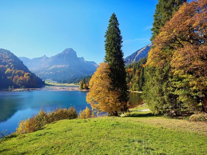 Autumn-coloured sycamore maple (Acer pseudo plantanus), at Obersee, Näfels, Canton Glarus,