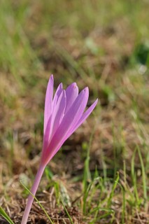 Autumn crocus (Colchicum autumnale), half-opened flowers in a meadow, endangered, protected