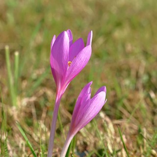 Autumn crocus (Colchicum autumnale), half-opened flowers in a meadow, endangered, protected