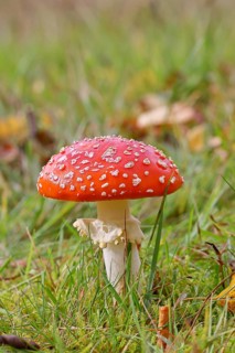 Red fly agaric (Amanita muscaria), fruiting body, in a meadow, close-up, Wilnsdorf, North
