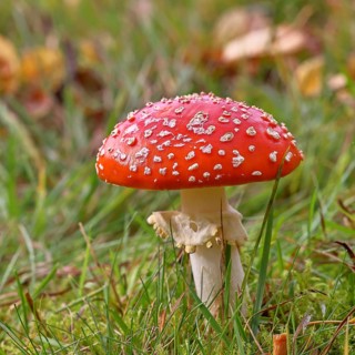 Red fly agaric (Amanita muscaria), fruiting body, in a meadow, close-up, Wilnsdorf, North