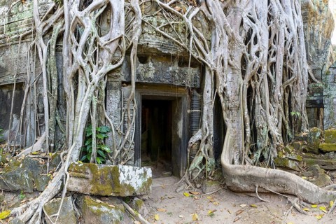 Tetrameles (Tetrameles nudiflora), tree conquers with its roots the ruins of the temple complex of