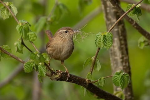 Eurasian wren (Troglodytes troglodytes) adult garden bird on a tree branch with nesting material in