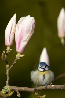 Blue tit (Cyanistes Caeruleus) adult garden bird on a flowering Magnolia tree branch in spring,