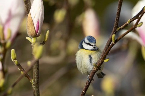 Blue tit (Cyanistes Caeruleus) adult garden bird on a flowering Magnolia tree branch in spring,