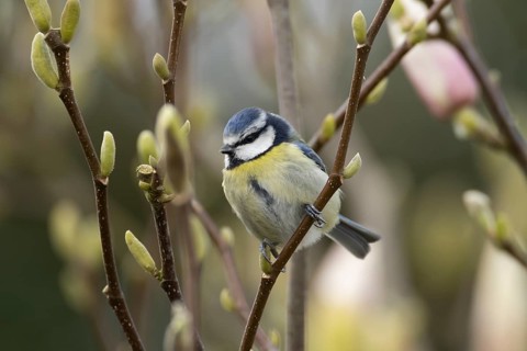 Blue tit (Cyanistes Caeruleus) adult garden bird on a Magnolia tree branch in spring, England,
