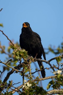 Eurasian blackbird (Turdus merula) adult male garden bird singing in a hedgerow in spring, England,
