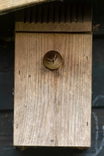 Eurasian wren (Troglodytes troglodytes) adult garden bird emerging from a nest box in spring,