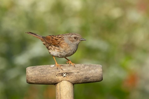 Dunnock or Hedge sparrow (Prunella modularis) adult garden bird on a fork handle, England, United