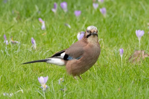 Eurasian jay (Garrulus glandarius) adult bird on a garden grass lawn with Crocus flowers in spring,