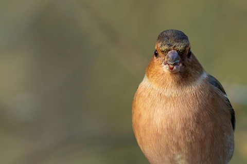 Eurasian chaffinch (Fringilla coelebs) adult male garden bird feeding on a seed in winter, England,