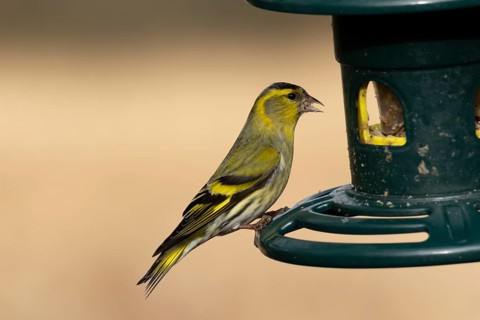 Siskin (Spinus spinus) adult bird feeding on a garden bird seed feeder, England, United Kingdom