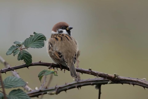 Tree sparrow (Passer montanus) adult bird on a bramble plant branch, England, United Kingdom