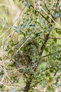 Long tailed tit (Aegithalos caudatus) birds nest in a holly tree in spring, England, United Kingdom