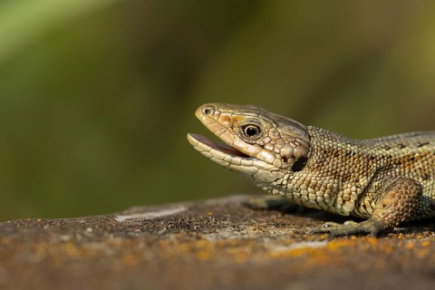 Common lizard (Zootoca vivipara) adult reptile yawning with its mouth open on a wooden sleeper in