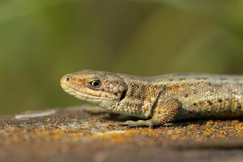 Common lizard (Zootoca vivipara) adult reptile on a wooden sleeper in summer, England, United
